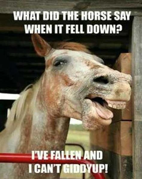funny memes about horses